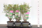 Enkianthus campanulatus 2L Pot image