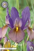 Iris hollandica 'Black Beauty' (Dutch Iris) Bulbs 10 Pack