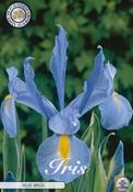 Iris hollandica 'Blue Magic' (Dutch Iris) Bulbs 15 Pack