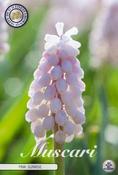 Muscari 'Pink Sunrise' (Grape Hyacinth) Bulbs 5 Pack image