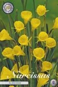 Narcissus bulbocodium (Petticoat Daffodil) Bulbs 10 Pack image