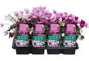 Cyclamen hederifolium (Hardy Ivy-Leaved Cyclamen) 9cm Pot image