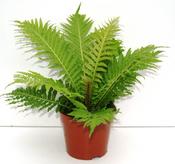 Blechnum gibbum 'Silver Lady' Fern 12cm Pot