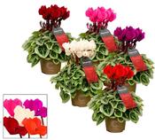 Cyclamen persicum Super Serie 'Picasso' Mix 11cm Pot image