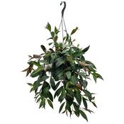 Aeschynanthus marmoratus / longicaulis (Zebra Basket Vine) 19cm Hanging Pot image