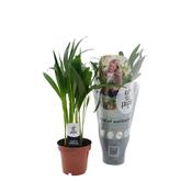Dypsis lutescens (Areca Palm) in 12cm Pot image