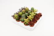 Sedum Mix 5.5cm Pot image