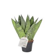 Sansevieria zeylanica Fan in 9cm Pot image