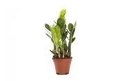 Zamioculcas zamiifolia (ZZ Plant, Zanzibar Gem) 10.5cm Pot, Height 35cm image