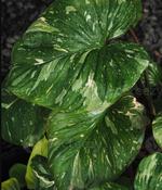 Homalomena 'Stardust' 14cm Pot image
