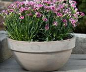 NDT Basalt Clay Levy Bowl