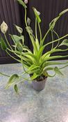 Alocasia 'Tiny Dancer' 13cm Pot, Height 50cm image