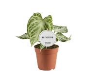 Anthurium 'Silver Blush Mint' 12cm Pot image