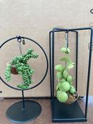 Dischidia Plant on Metal Stand image