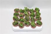 Euphorbia pugniformis cristata 5.5cm Pot image