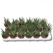 Gasteraloe variegata 8.5cm Pot image