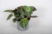 Geogenanthus poeppigii 13cm Pot image