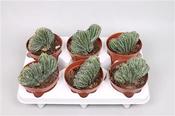 Marginatocereus marginatus f. cristata 12cm Pot image