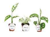 Monstera Exclusive Mix in 6cm Pot image