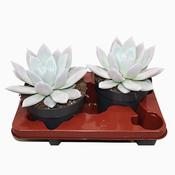 Echeveria colorata 'Mexican Giant' 17cm Pot image