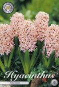 Hyacinthus orientalis 'Anna Marie' (Hyacinth) Bulbs 5 Pack image
