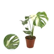 Monstera 'Thai Constellation' 15cm Pot image