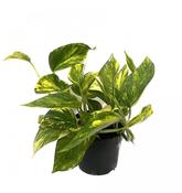 Epipremnum (Scindapsus) aureum 'Hicolor' 12cm Pot image
