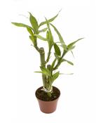 Dracaena sanderiana (Lucky Bamboo) in 6cm Growers Pot image