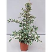 Ficus deltoidea 'Sweetheart' 17cm Pot image