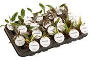 Philodendron Princess Mix 6cm Pot