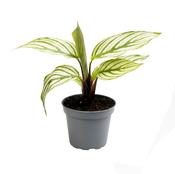 Calathea vittata 6cm Pot image