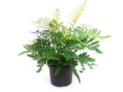 Blechnum tabulare (Table Mountain Fern) 5 Litre Pot