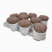 Echeveria 'Hercules' 9cm Pot
