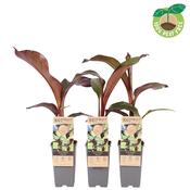 Ensete ventricosum ‘Maurelii’ (Abyssinian Banana) 2 Litre Pot image