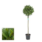 Laurus nobilis (Bay Laurel) in 25cm Pot, Height 160cm image