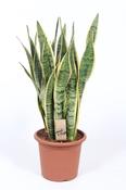 Sansevieria trifasciata 'Laurentii' (Mother in Law's Tongue, Snake Plant) in 25cm Pot, Height 80cm image
