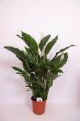 Spathiphyllum (Peace Lily) 27cm Pot, Height 130cm image