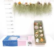 Tillandsia usneoides (Spanish Moss Air Plant) Shell Mix 25cm