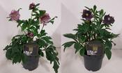 Helleborus orientalis Mix in 19cm Pot image