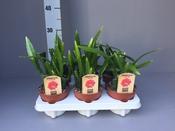 Epiphyllum 'Red Tip' (Orchid Cactus) 12cm Pot