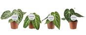 Anthurium Green Mix 12cm Pot