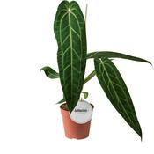 Anthurium warocqueanum (Queen Anthurium) 12cm Pot, Height 45cm image