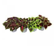 Coleus blumei (Painted Nettle) Mix in 12cm-14cm Pot image