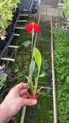 Masdevallia Orchid Mix 6cm Pot image