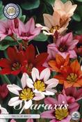 Sparaxis (Harlequin Flower) Mix Bulbs 20 Pack