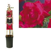 Rosa 'Heidelberg' (Climbing Rose) 2.25L Pot image