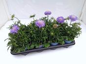 Scabiosa columbaria 'Mariposa Blue' 13cm Pot
