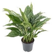 Spathiphyllum 'Diamond' (Variegated Peace Lily) in 14cm Pot image