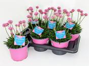 Armeria Dreameria® 'DayDream' (Thrift) 13cm Pot image