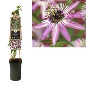 Passiflora x violacea 'Victoria' (Passion Flower) 2.25 Litre Pot image